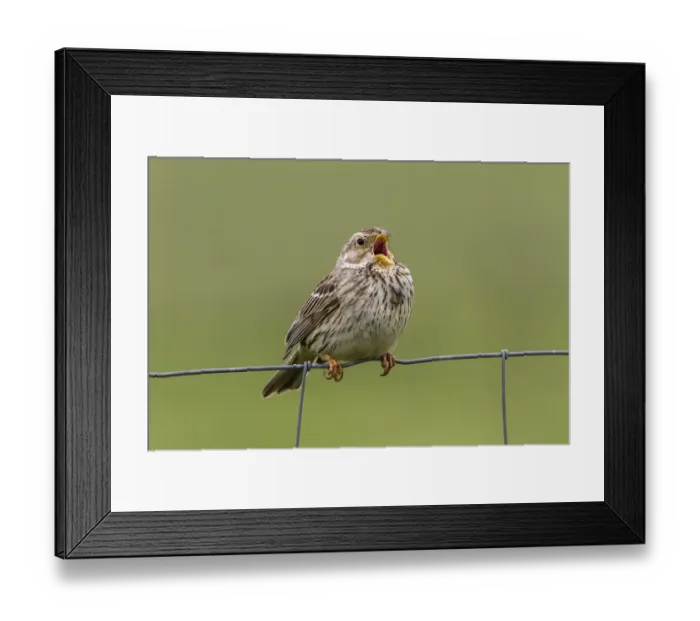 Framed Print : Corn Bunting singing on wire fence. - Spain Extremadura Framed Print : Corn Bunting singing on wire fence. - Spain Extremadura