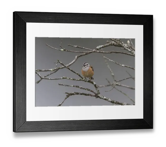 Framed Print : Rock Bunting male at Monfrague, Extremadura Spain Framed Print : Rock Bunting male at Monfrague, Extremadura Spain