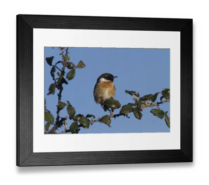 Framed Print : Common Stonechat male Framed Print : Common Stonechat male