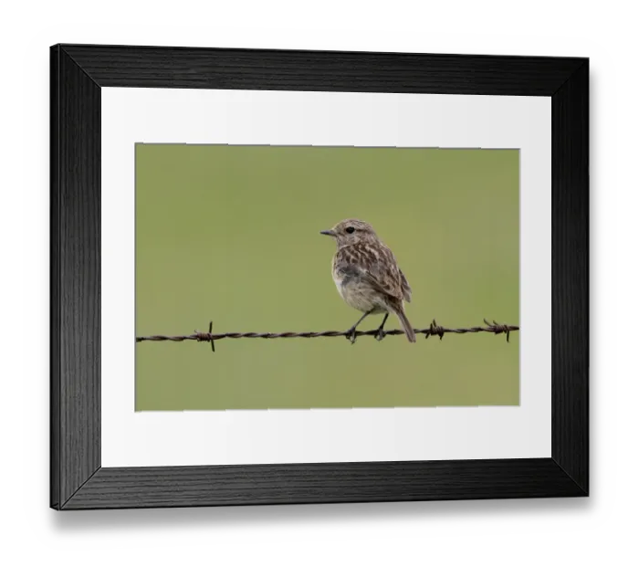Framed Print : Common Stonechat male on barbed wire fence Framed Print : Common Stonechat male on barbed wire fence