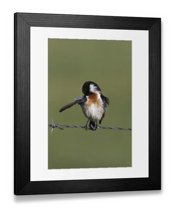 Framed Print : Common Stonechat male on barbed wire fence preening Framed Print : Common Stonechat male on barbed wire fence preening