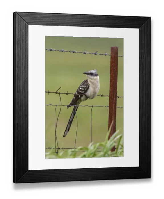Framed Print : Great Spotted Cuckoo Extremadura Spain Framed Print : Great Spotted Cuckoo Extremadura Spain