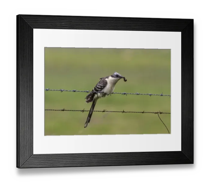 Framed Print : Great Spotted Cuckoo with an hairy caterpillar, Extremadura Spain Framed Print : Great Spotted Cuckoo with an hairy caterpillar, Extremadura Spain