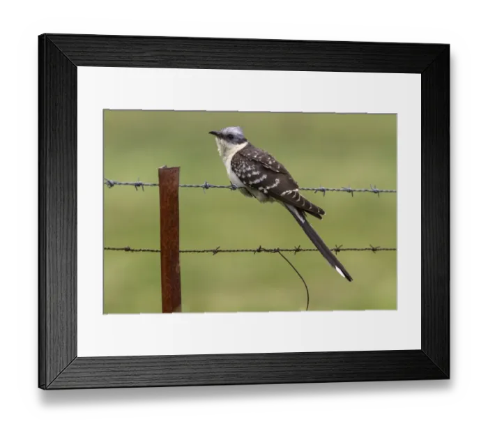 Framed Print : Great Spotted Cuckoo Extremadura Spain