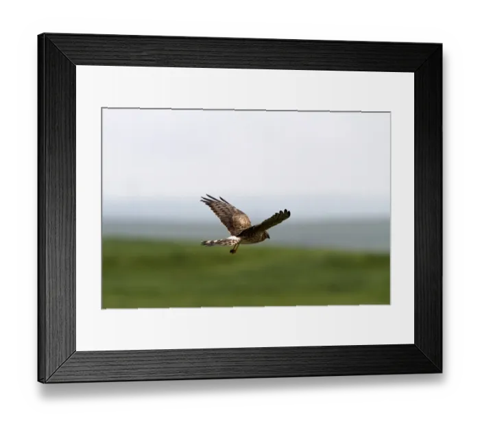 Framed Print : Montagus Harrier female Framed Print : Montagus Harrier female