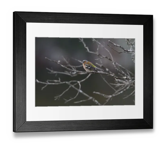 Framed Print : Common Chaffinch Male Framed Print : Common Chaffinch Male