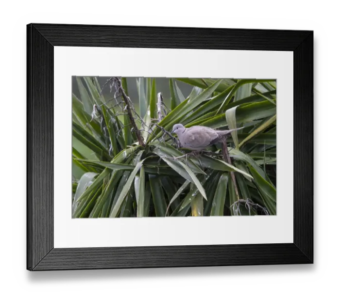 Framed Print : Eurasian Collared Dove - Extremadura Spain Framed Print : Eurasian Collared Dove - Extremadura Spain