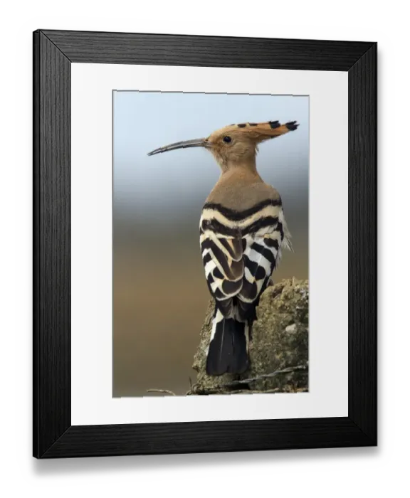 Framed Print : Eurasian Hoopoe - Extremadura Spain Framed Print : Eurasian Hoopoe - Extremadura Spain
