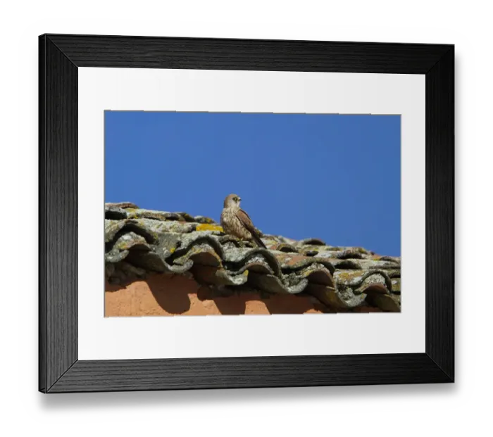 Framed Print : Female Lesser Kestrel on nesting roof of the bullring at Trujillo, Extremadura Spain