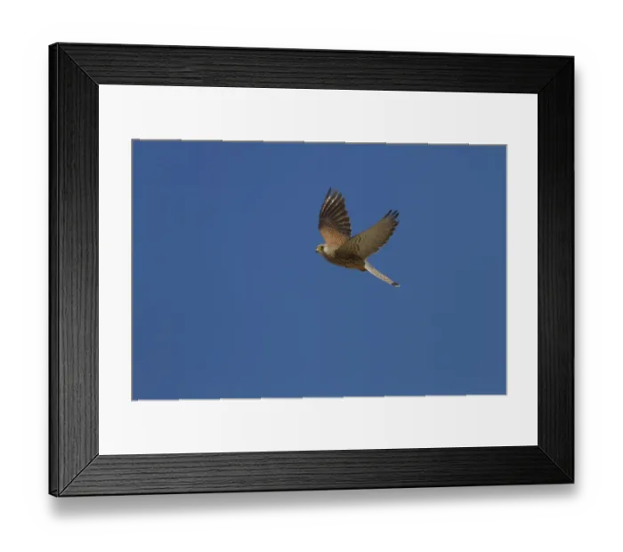 Framed Print : Lesser Kestrel female in flight - Extremadura Spain Framed Print : Lesser Kestrel female in flight - Extremadura Spain