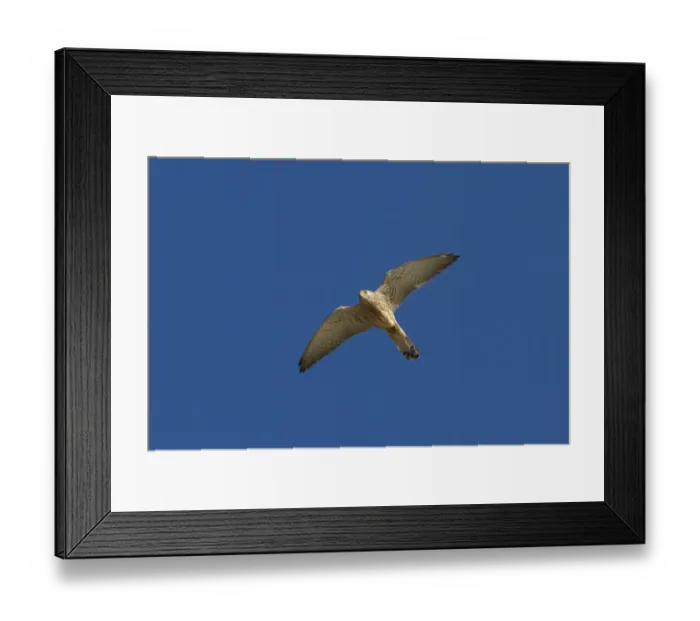 Framed Print : Lesser Kestrel female in flight - Extremadura Spain Framed Print : Lesser Kestrel female in flight - Extremadura Spain