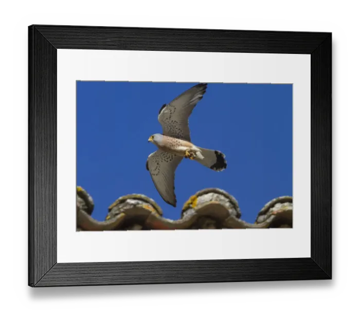 Framed Print : Lesser Kestrel male in flight carrying a prey item - Extremadura Spain Framed Print : Lesser Kestrel male in flight carrying a prey item - Extremadura Spain