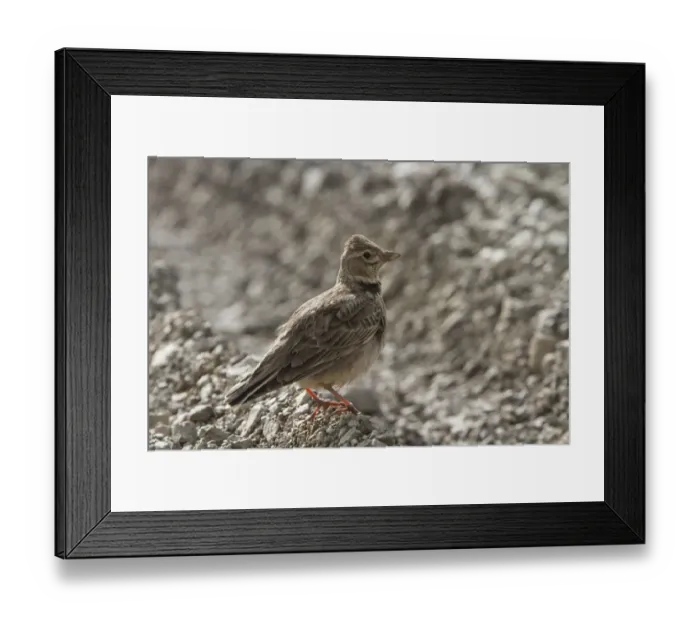 Framed Print : Calandra Lark - Extremadura Spain Framed Print : Calandra Lark - Extremadura Spain