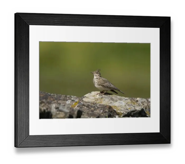 Framed Print : Crested Lark on lichen covered rocks Framed Print : Crested Lark on lichen covered rocks