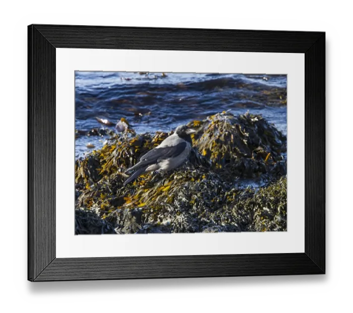 Framed Print : Hooded Crow feeding amongst seaweed on the sea shore Framed Print : Hooded Crow feeding amongst seaweed on the sea shore