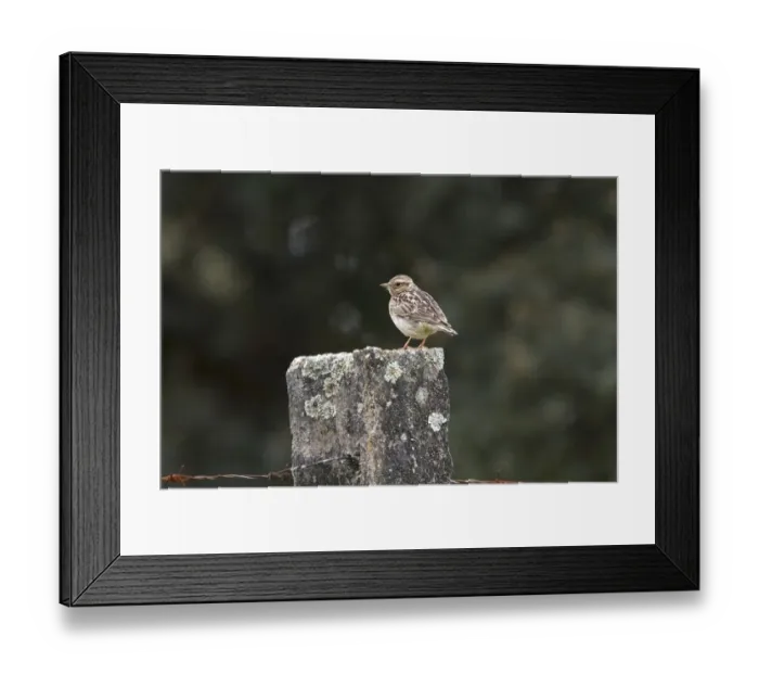 Framed Print : Woodlark on fence post - Extremadura Spain Framed Print : Woodlark on fence post - Extremadura Spain