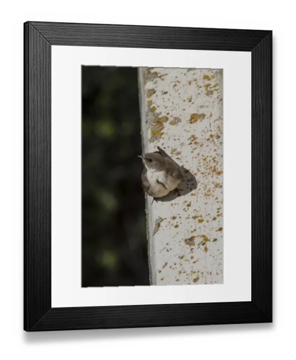 Framed Print : Crag Martin perched on side of bridge showing its brood pouch, , Extremadura, Spain Framed Print : Crag Martin perched on side of bridge showing its brood pouch, , Extremadura, Spain