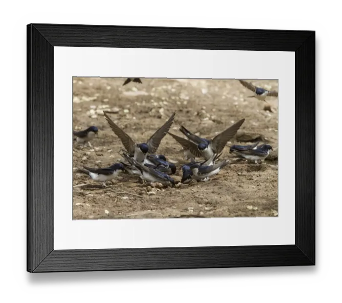 Framed Print : House Martins collecting mud for nest building Framed Print : House Martins collecting mud for nest building