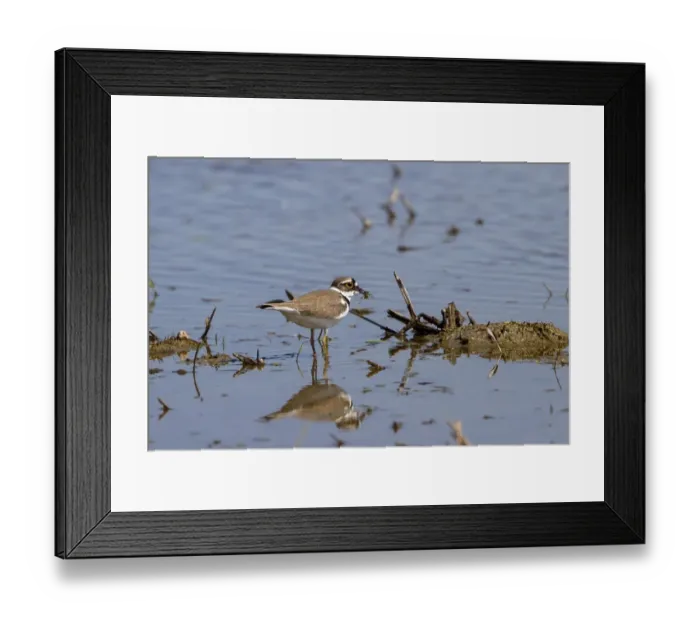 Framed Print : Little ringed Plover with prey item Framed Print : Little ringed Plover with prey item