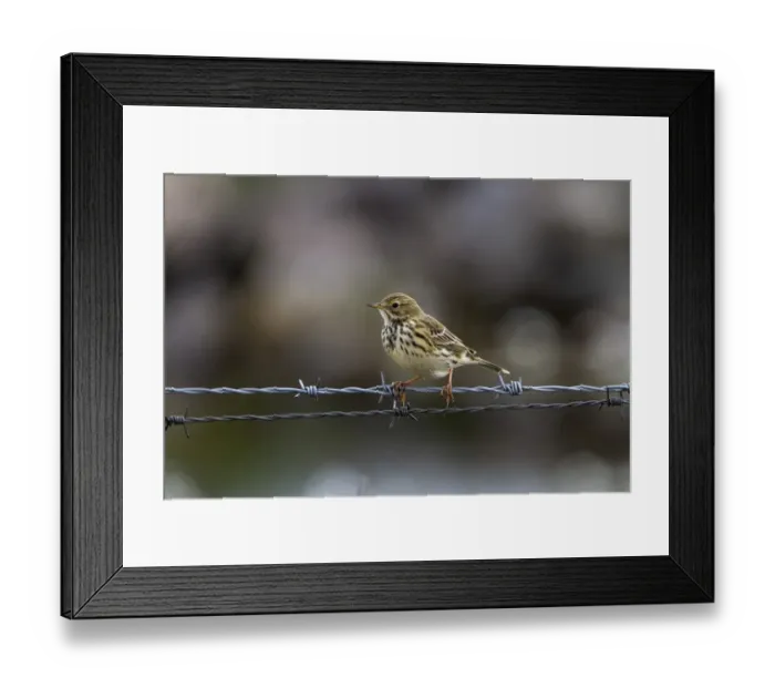 Framed Print : Meadow Pipit, on barbed wire fence Framed Print : Meadow Pipit, on barbed wire fence