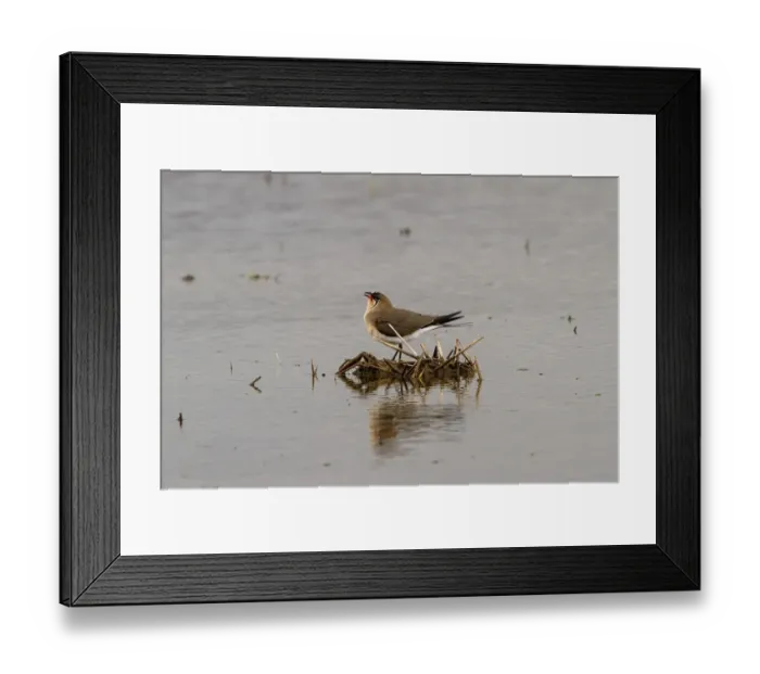Framed Print : Collared Pratincole - Extremadura Spain Framed Print : Collared Pratincole - Extremadura Spain