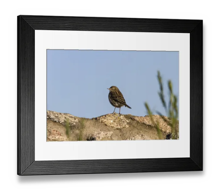 Framed Print : Meadow Pipit, early spring in Extremadura, Spain Framed Print : Meadow Pipit, early spring in Extremadura, Spain