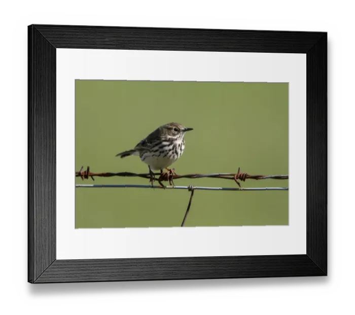 Framed Print : Meadow Pipit, on barbed wire fence Framed Print : Meadow Pipit, on barbed wire fence