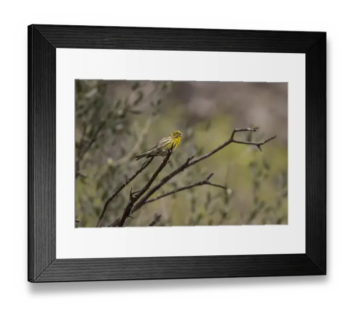 Framed Print : European Serin Male - Extremadura Spain Framed Print : European Serin Male - Extremadura Spain