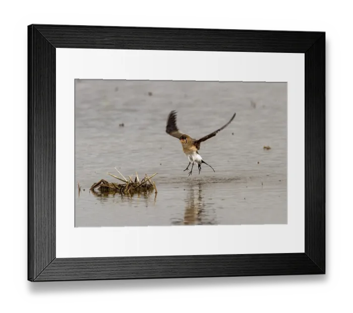 Framed Print : Collared Pratincole this bird has been washing - Extremadura Spain Framed Print : Collared Pratincole this bird has been washing - Extremadura Spain