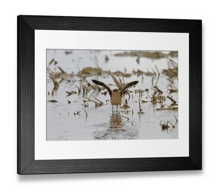 Framed Print : Collared Pratincole - Extremadura Spain Framed Print : Collared Pratincole - Extremadura Spain