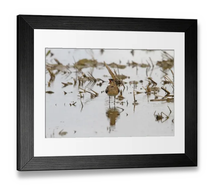 Framed Print : Collared Pratincole calling - Extremadura Spain