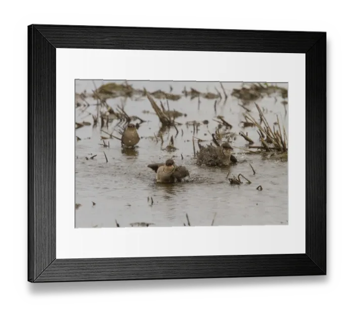 Framed Print : Collared Pratincole group of birds washing - Extremadura Spain Framed Print : Collared Pratincole group of birds washing - Extremadura Spain