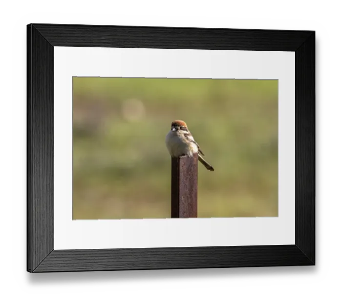 Framed Print : Woodchat Shrike female - Extremadura Spain
