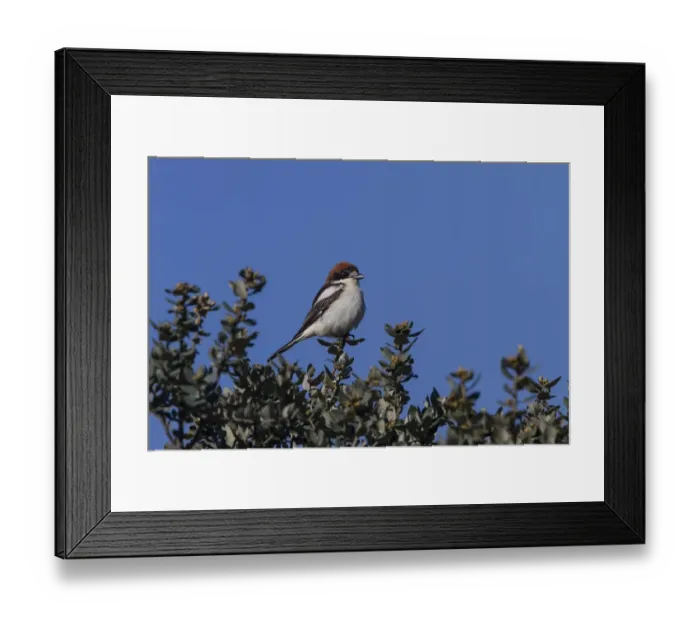 Framed Print : Woodchat Shrike female - Extremadura Spain