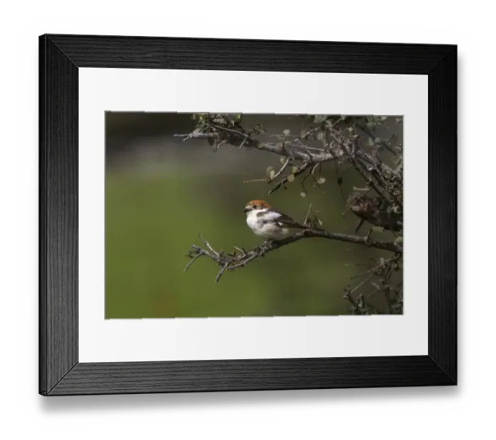 Framed Print : Woodchat Shrike young female - Extremadura Spain Framed Print : Woodchat Shrike young female - Extremadura Spain