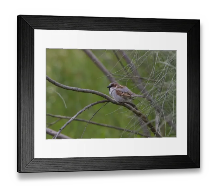 Framed Print : House Sparrow Male