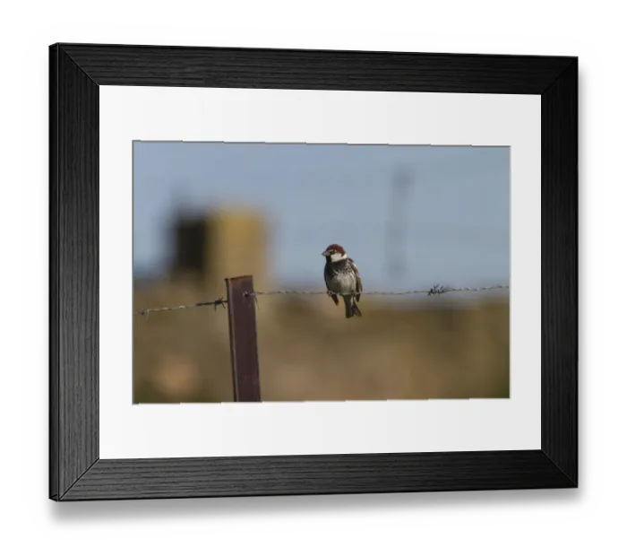 Framed Print : Spanish Sparrow male on barbed wire fence - Extremadura Spain Framed Print : Spanish Sparrow male on barbed wire fence - Extremadura Spain