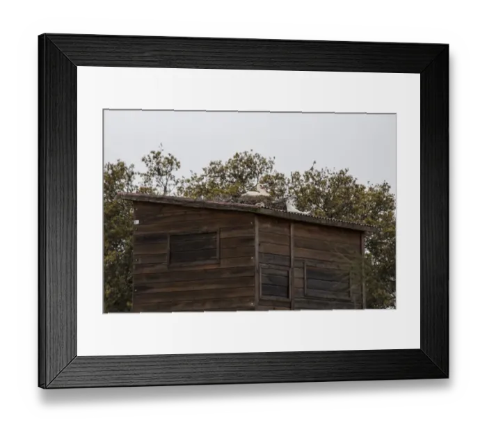 Framed Print : White Stork nesting on bird watching hide at Almaraz de Tajo near C ceres, Extremadura, Spain Framed Print : White Stork nesting on bird watching hide at Almaraz de Tajo near C ceres, Extremadura, Spain