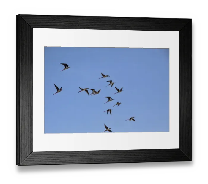 Framed Print : Black winged Stilts in flight - Extremadura Spain
