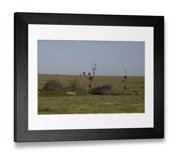Framed Print : White Stork nests on dead trees on the Belen Plain, Extremadura Spain Framed Print : White Stork nests on dead trees on the Belen Plain, Extremadura Spain