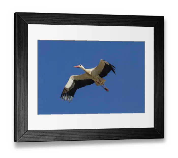Framed Print : White Stork in flight - Spain Framed Print : White Stork in flight - Spain