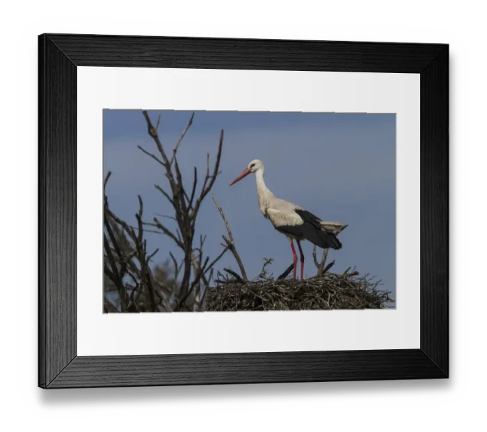 Framed Print : White Stork at nest, Extremadura Spain