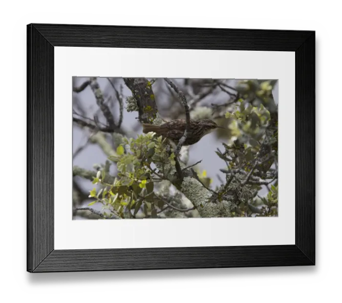 Framed Print : Short toed Treecreeper - Monfrague, Extremadura Spain Framed Print : Short toed Treecreeper - Monfrague, Extremadura Spain