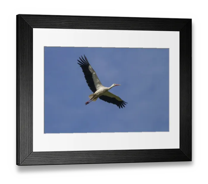 Framed Print : Snow Goose (Chen caerulescens) juvenile, in flight, Bosque del Apache National Wildlife Refuge, New Mexico, U. S. A Framed Print : Snow Goose (Chen caerulescens) juvenile, in flight, Bosque del Apache National Wildlife Refuge, New Mexico, U. S. A