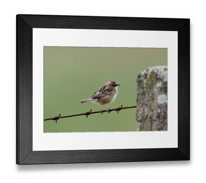Framed Print : Fan tailed or Zitting Cisticola on barbed wire fence - Extremadura, Spain Framed Print : Fan tailed or Zitting Cisticola on barbed wire fence - Extremadura, Spain