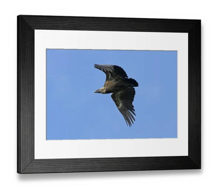 Framed Print : Griffon Vulture in flight - Monfrague Spain Framed Print : Griffon Vulture in flight - Monfrague Spain