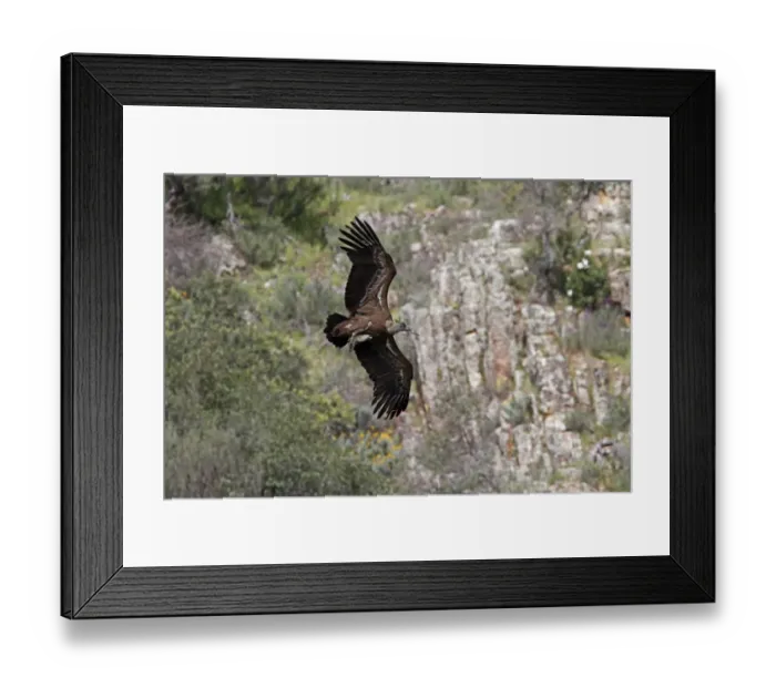 Framed Print : Griffon Vulture in flight and carrying nesting matteral - Monfrague Spain