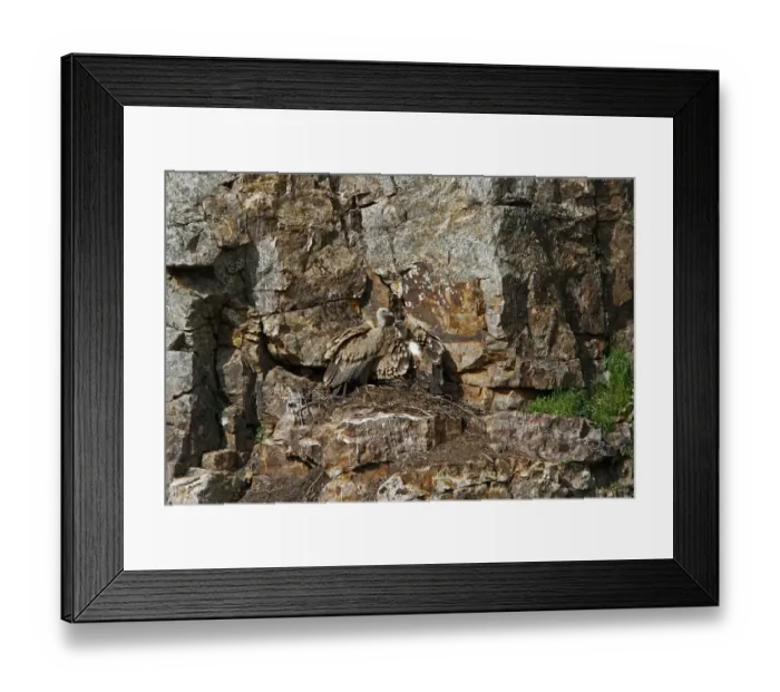 Framed Print : Griffon Vultures pair at nest - Monfrague Spain Framed Print : Griffon Vultures pair at nest - Monfrague Spain