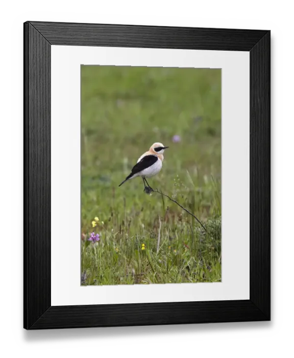 Framed Print : Black eared Wheatear, male western race (hispanica) Extremadura Spain Framed Print : Black eared Wheatear, male western race (hispanica) Extremadura Spain