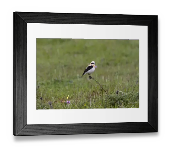 Framed Print : Black eared Wheatear, male western race (hispanica) Extremadura Spain Framed Print : Black eared Wheatear, male western race (hispanica) Extremadura Spain